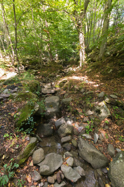 Ruscello di montagna in un castagneto toscano